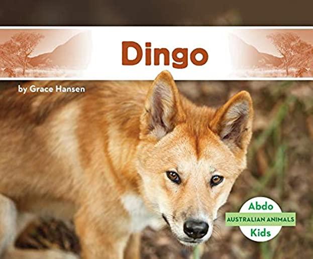 Dingo