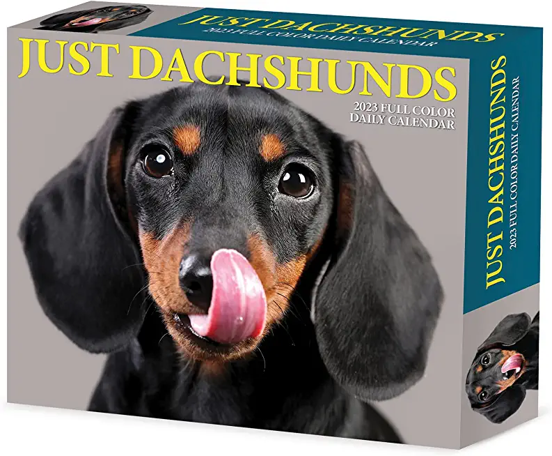 Dachshunds 2023 Box Calendar