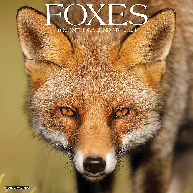 Foxes 2024 12 X 12 Wall Calendar