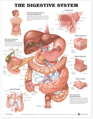 The Digestive System Anatomical Chart