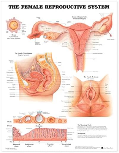 The Female Reproductive System Anatomical Chart