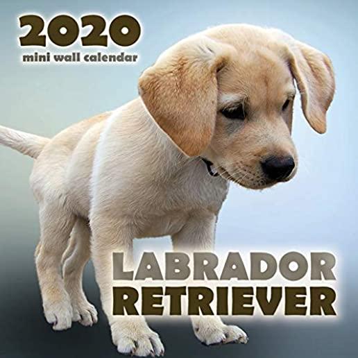 Labrador Retriever 2020 Mini Wall Calendar