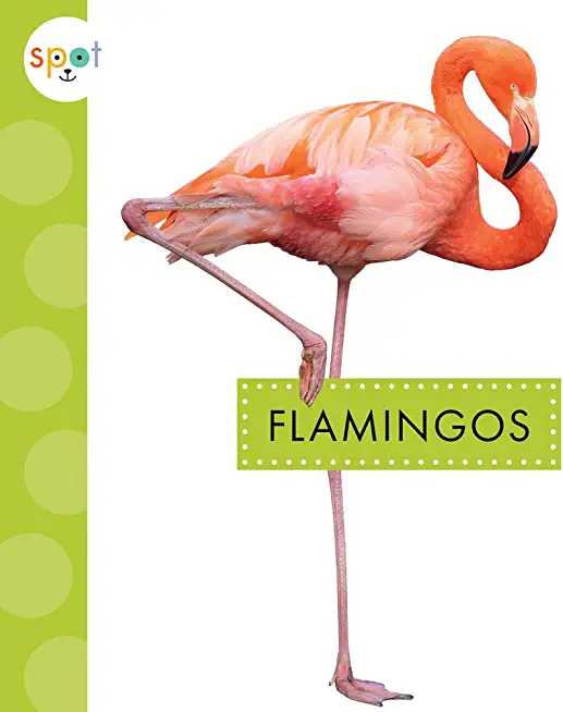 Flamingos