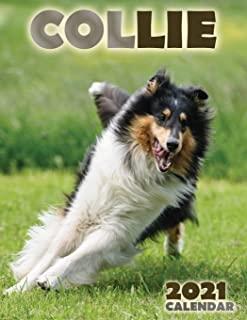 Collie 2021 Calendar