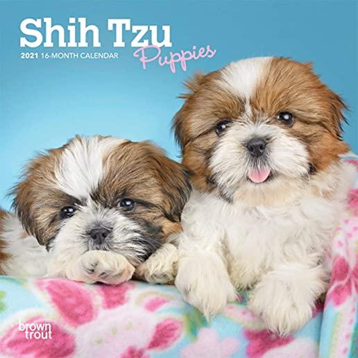 Shih Tzu Puppies 2021 Mini 7x7