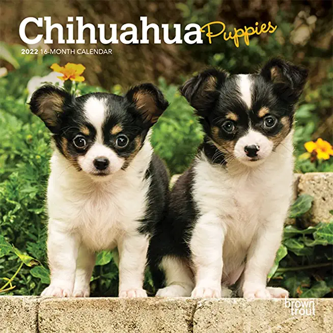 Chihuahua Puppies 2022 Mini