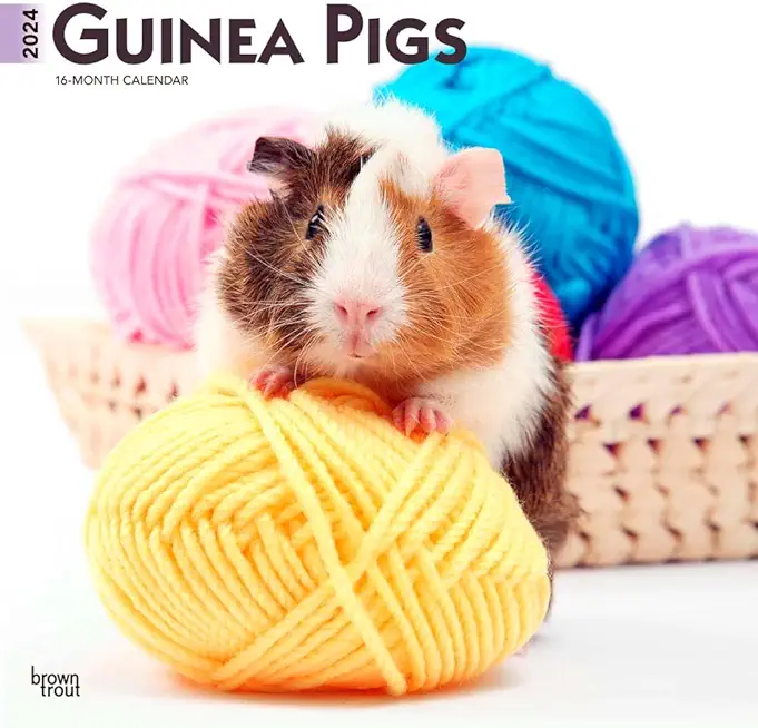 Guinea Pigs 2024 Square