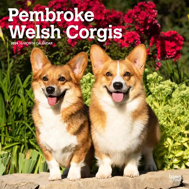 Welsh Corgis, Pembroke 2024 Square