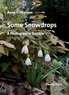 Some Snowdrops - A Photographic Ramble